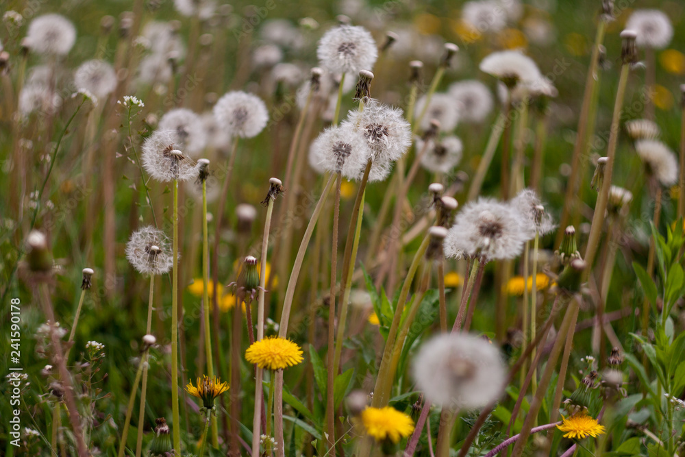 Dandelions in a meadow on green background. Spring blossom background.Nature wild meadow flowers background. Floral summer spring background. Dandelions in a meadow on green background. Spring blossom background.Nature wild meadow flowers background. Floral summer spring background.