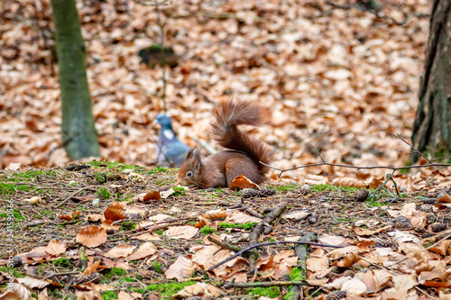 A Red Squirrel in Woodland, at Formby in Merseyside