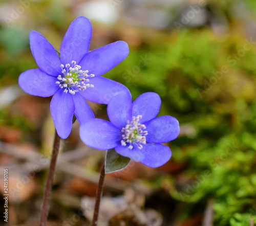 Hepatica hepatica, liverleaf, or liverwort in the forest. Hepatica is a genus of herbaceous perennials in the buttercup family. Macro photo.
