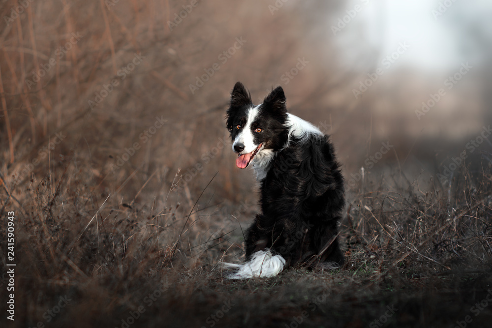 border collie dog funny trick portrait walk in the field