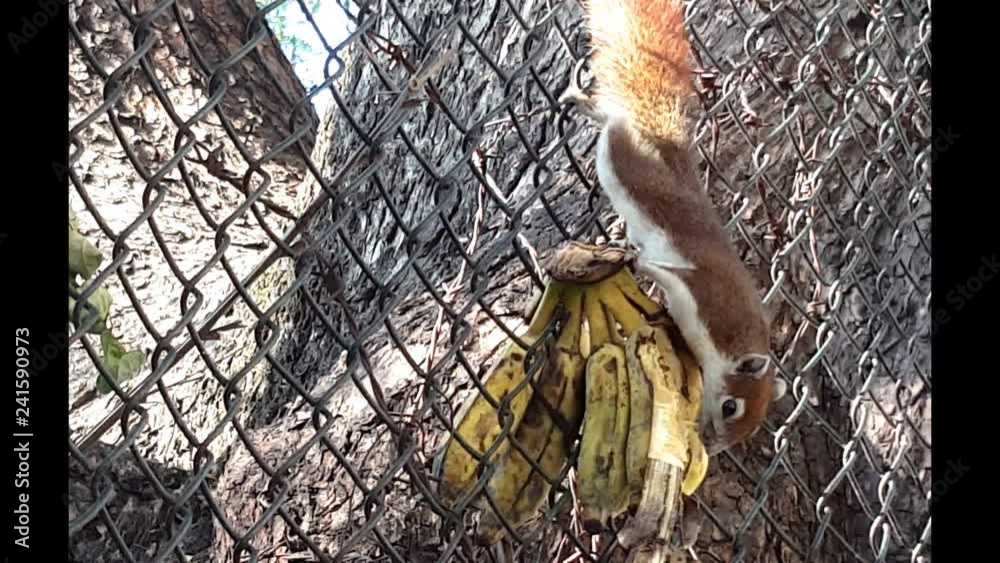 The brown squirrel eating bananas on steel cage. The brown squirrel eating bananas on steel cage.