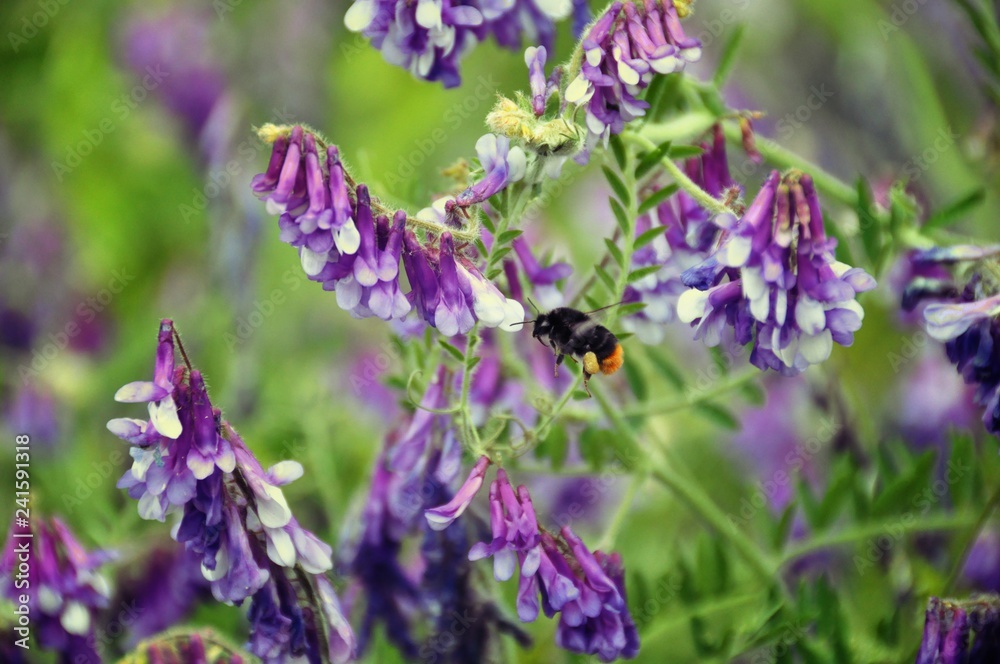 Bumble bee flying and purple flowers Bumble bee flying and purple flowers
