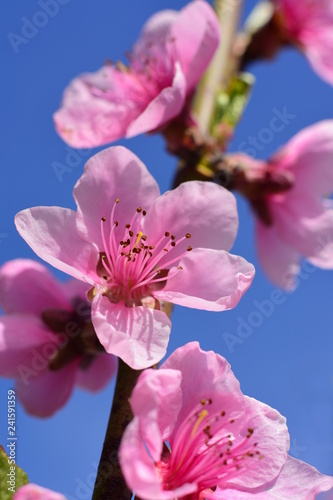 Peach blossom flower in spring. Macro photo. Springtime concept. Peach flower with blue sky for the background. Vertical photo. photo