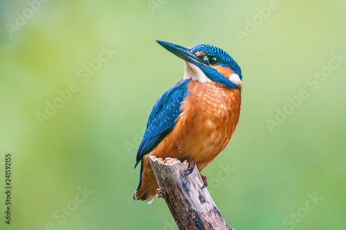 Valokuva Kingfisher