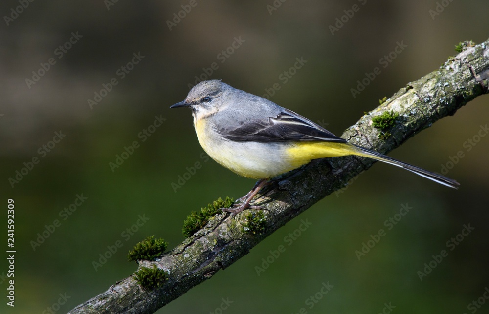 Fototapeta premium Grey Wagtail