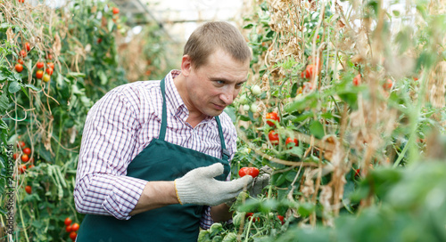 Man gardener attentively working with harvest of tomatoes  in  greenhouse