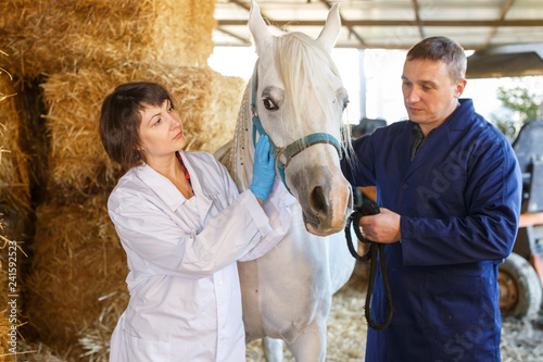 Vet giving medical exam to horse