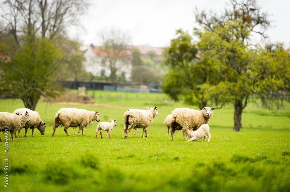 Brebis et agneaux dans une prairie Brebis et agneaux dans une prairie