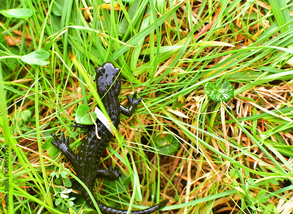The alpine salamander Salamandra atra in the grass, high in the mountains. Is a shiny black small animal. Extremely rare. The alpine salamander Salamandra atra in the grass, high in the mountains. Is a shiny black small animal. Extremely rare.
