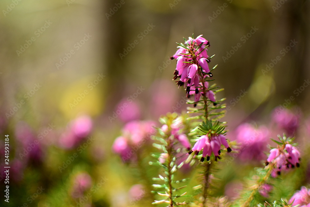 Closeup of Calluna Vulgaris or spring heather in the morning. This heather is one of the best for a stunning colorful spring show. Closeup of Calluna Vulgaris or spring heather in the morning. This heather is one of the best for a stunning colorful spring show.