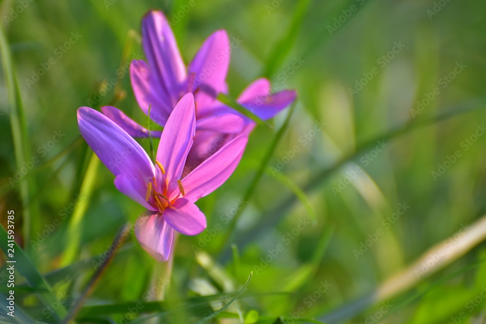 Colchicum autumnale, autumn crocus, meadow saffron or naked lady in full bloom Colchicum autumnale, autumn crocus, meadow saffron or naked lady in full bloom