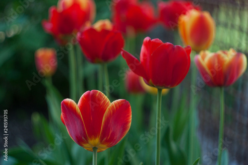 Red tulips spring field for celebration design. Red background. Nature floral background. Colorful spring tulips. Spring flowers. Green floral background  natural background. 