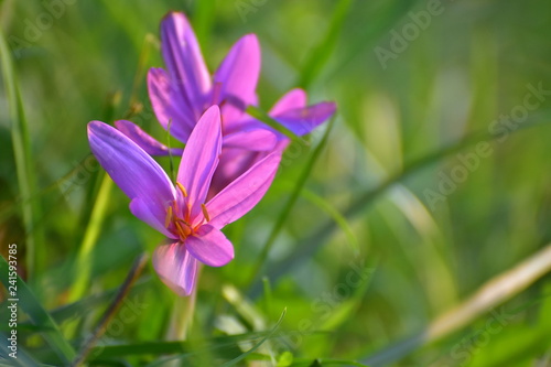 Colchicum autumnale, autumn crocus, meadow saffron or naked lady in full bloom