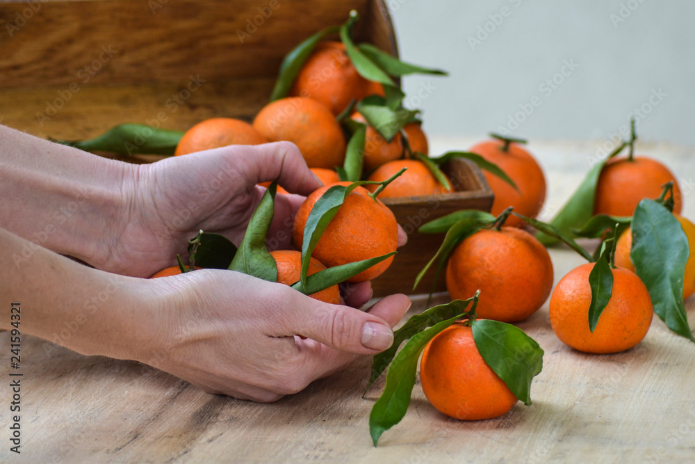Fresh mandarin oranges fruit or tangerines with leaves on the wooden background. Female hands holding ripe mandarins, close up