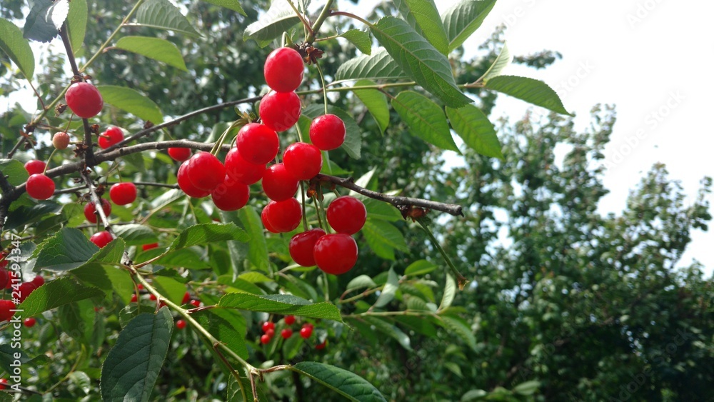 Obraz premium Черешня