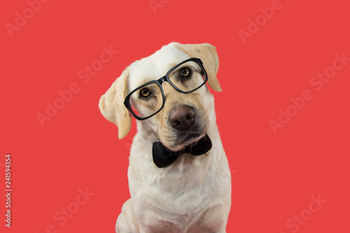 ELEGANT AND CLASSY DOG WITH GLASSES AND BLACK TIE. TILTING HEAD. ISOLATED AGAINST CORAL TREND BACKGROUND. © Sandra