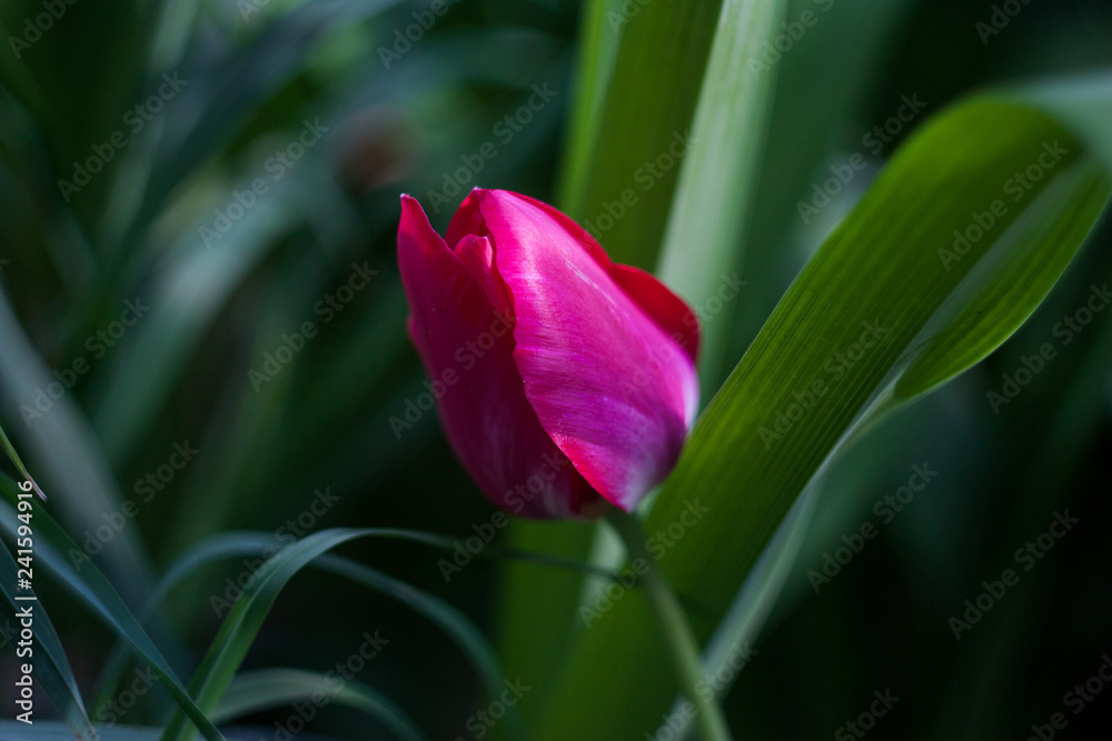 Fototapeta premium tulip in the garden