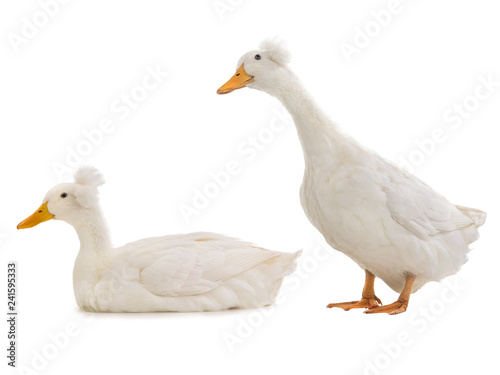  two duck isolated