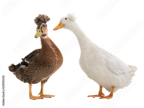 male brown duck and white duck female isolated