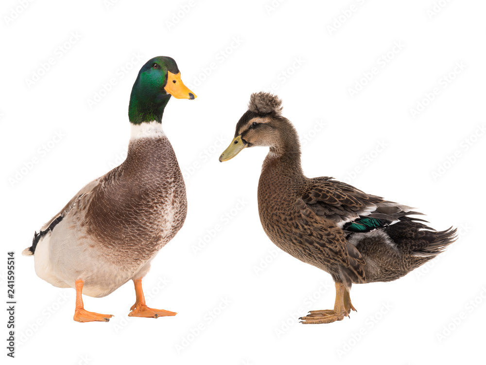 male brown duck and female duck isolated male brown duck and female duck isolated