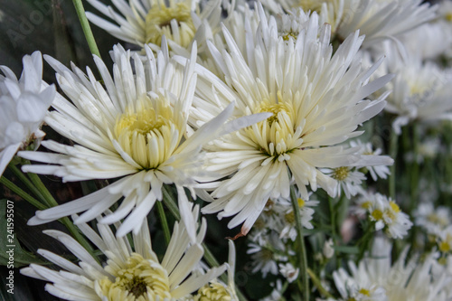 chrysanthemum in the garden