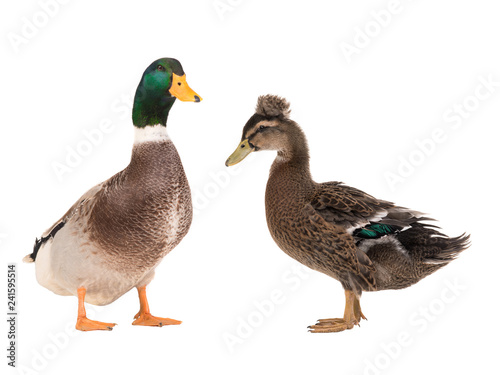 male brown duck and female duck isolated
