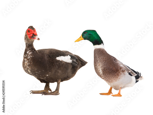 Muscovy duck and grey duck  isolated