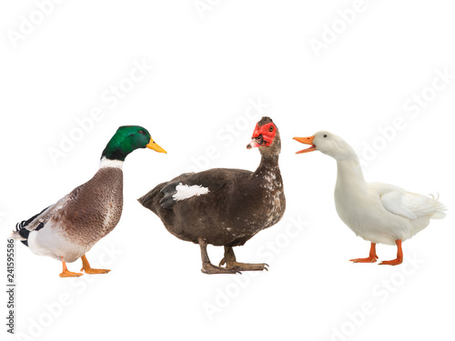 Muscovy duck and ducks  isolated