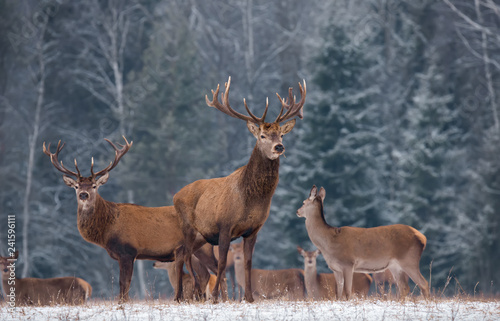 Obraz na płótnie Winter Christmas Wildlife Landscape With Two Trophy Noble Deer, Artistic View. Elk In Belarus, Belorussian Wilderness Scene. A Herd Of Deer ( Cervus Elaphus ) Of Different Sexes And Of All Ages w salonie