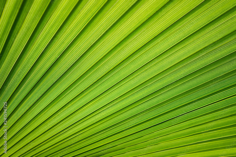 Tropical pattern on the palm leaf. Background of lines. Fresh and saturated tropical background. Tropical pattern on the palm leaf. Background of lines. Fresh and saturated tropical background.