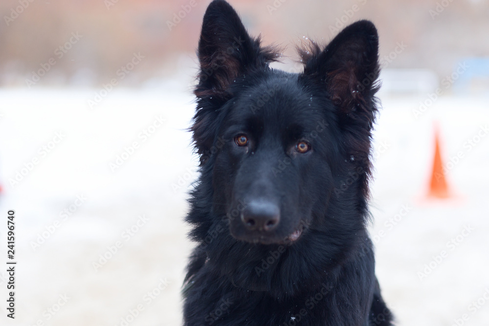 German shepherd in winter, portrait German shepherd in winter, portrait
