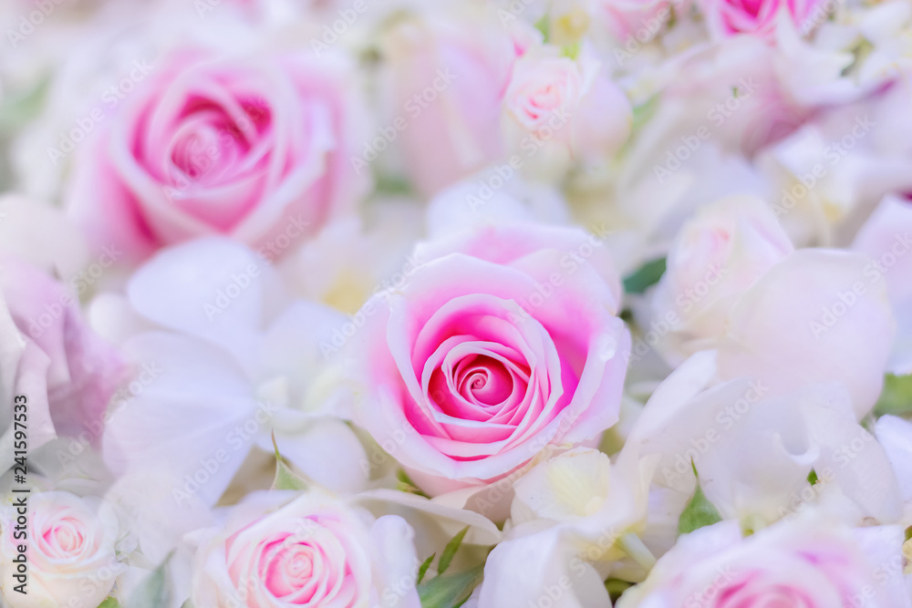 Close up pink roses for valentine day. select focus blurbackground Close up pink roses for valentine day. select focus blurbackground
