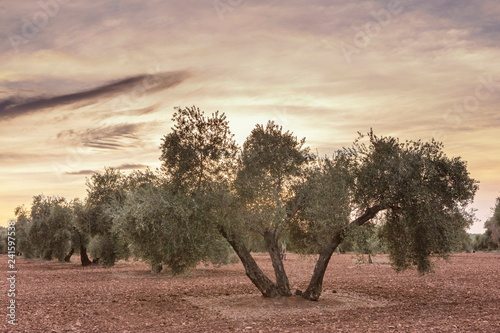 Olive tree from the picual variety near Jaen, Spain