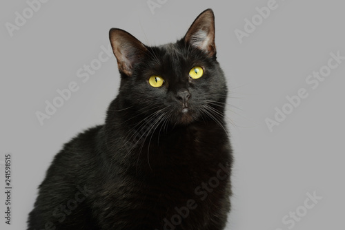 Portrait of black cat