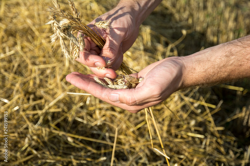 Farmer checks the quality of grain