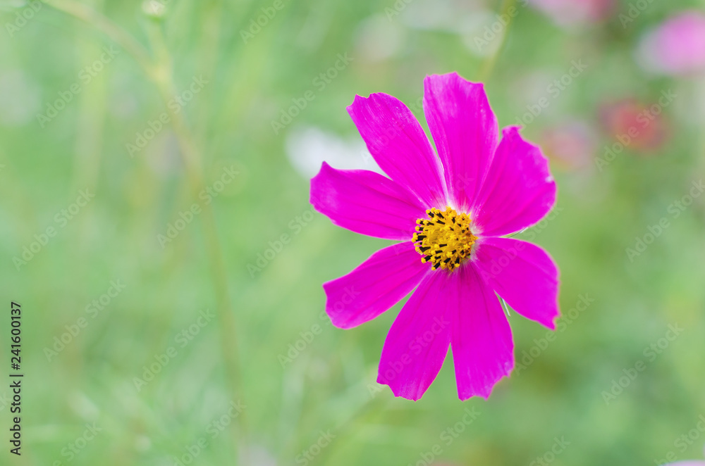 Flowers of the Cosmos in the flowerbed with a blurred background Flowers of the Cosmos in the flowerbed with a blurred background