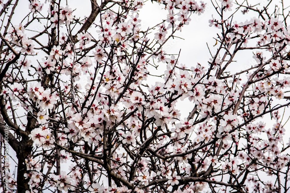 Almond flower Almond Tree Close-up Macro Photo