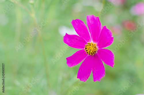 Flowers of the Cosmos in the flowerbed with a blurred background