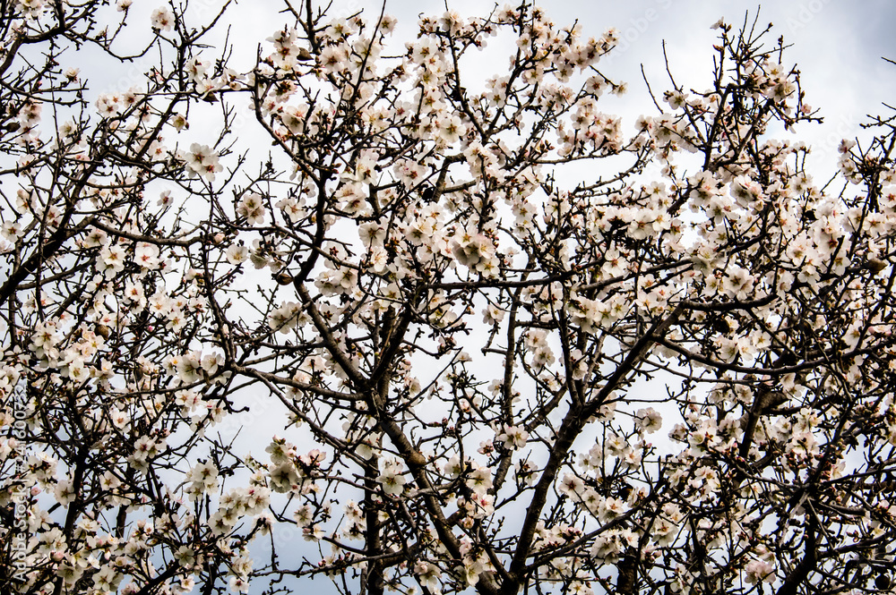 Almond flower Almond Tree Close-up Macro Photo Almond flower Almond Tree Close-up Macro Photo