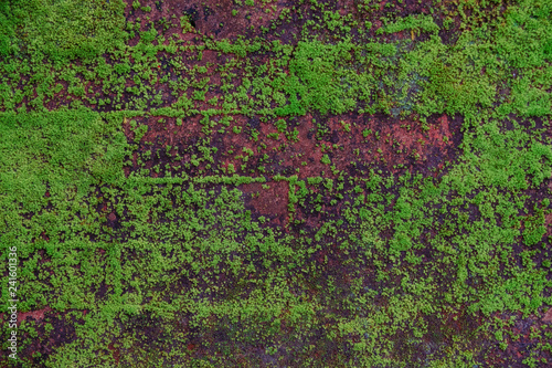 Mouldy tropical Balinese wall covered with moss.