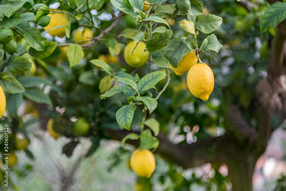 Moga citroner på träd