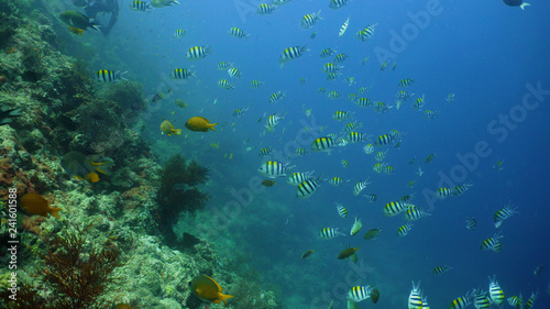 Fototapeta Naklejka Na Ścianę i Meble -  tropical fish and coral reef underwater world diving and snorkeling on coral reef. Hard and soft corals underwater landscape