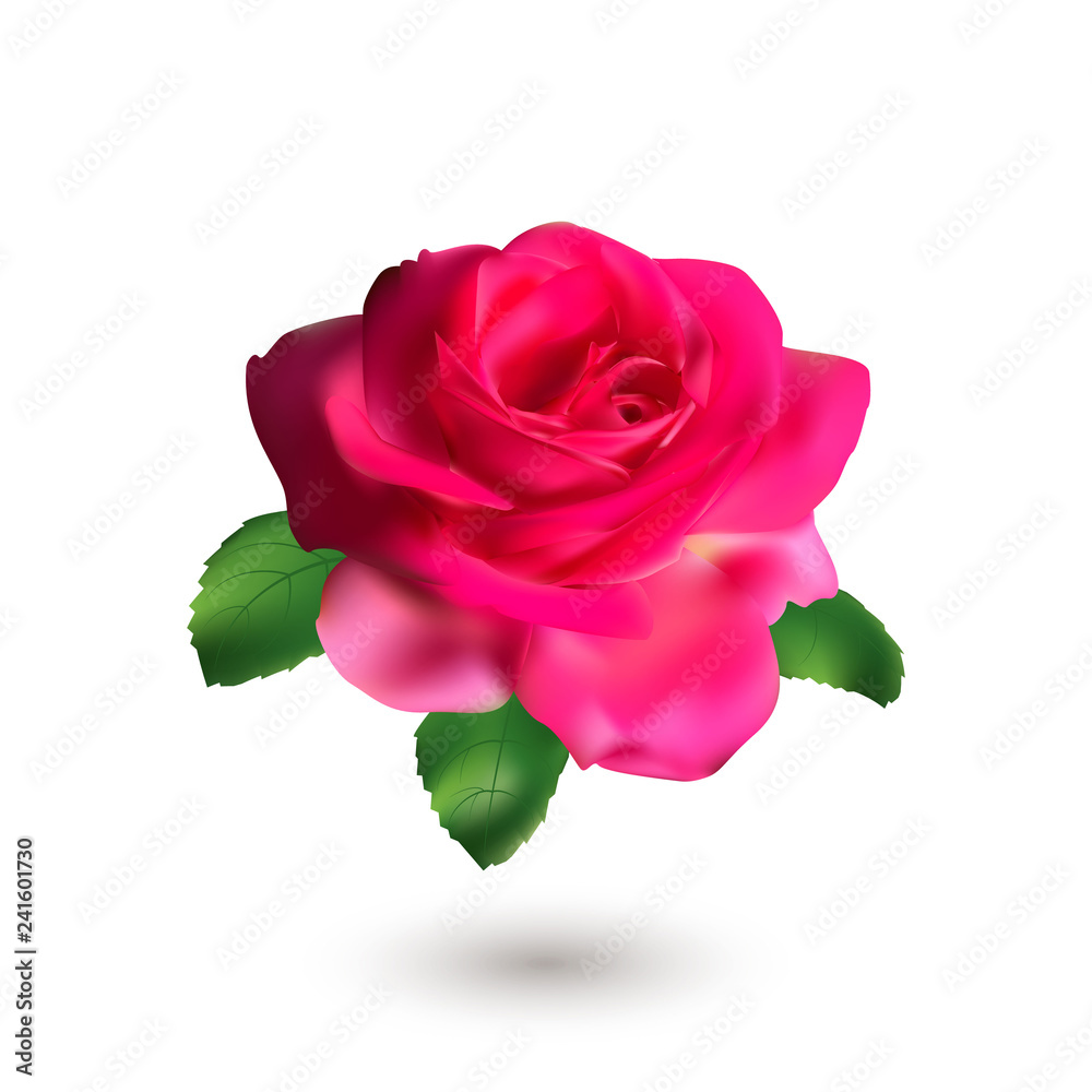 Fototapeta premium Pink rose with green leaves isolated on white background. Love symbol.