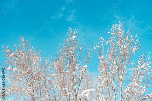 Treetop branches covered in snow