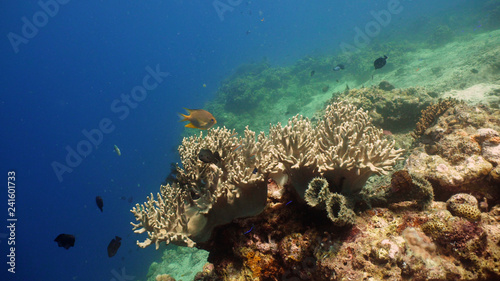 coral reef and tropical fish. underwater world diving and snorkeling on coral reef. Hard and soft corals underwater landscape