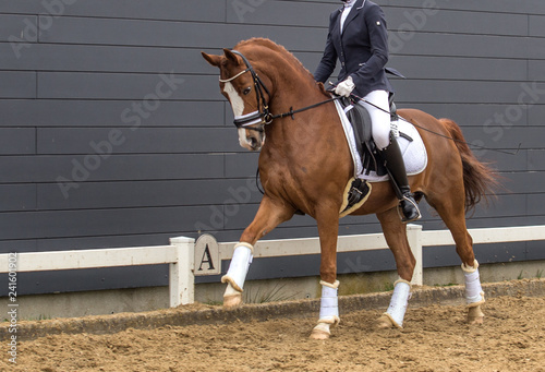 Dressage bay horse. Portrait of dressage bay horse