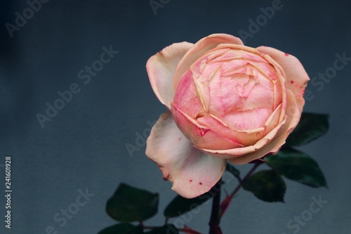 gefüllte rosa Rose