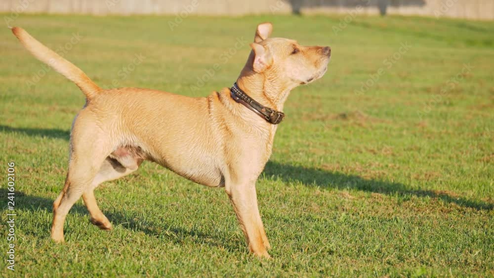 Dog barking and wag the tail Dog barking and wag the tail