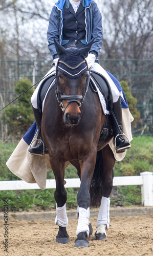 Head of dressage horse on natural background