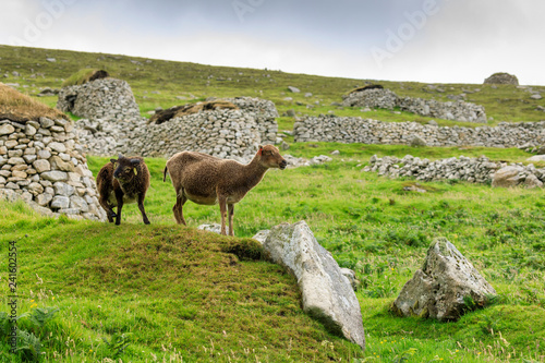 Wild Soay sheep and lamb, ancient breed, stone remains of village, Hirta, St. Kilda Archipelago, Outer Hebrides, Scotland photo